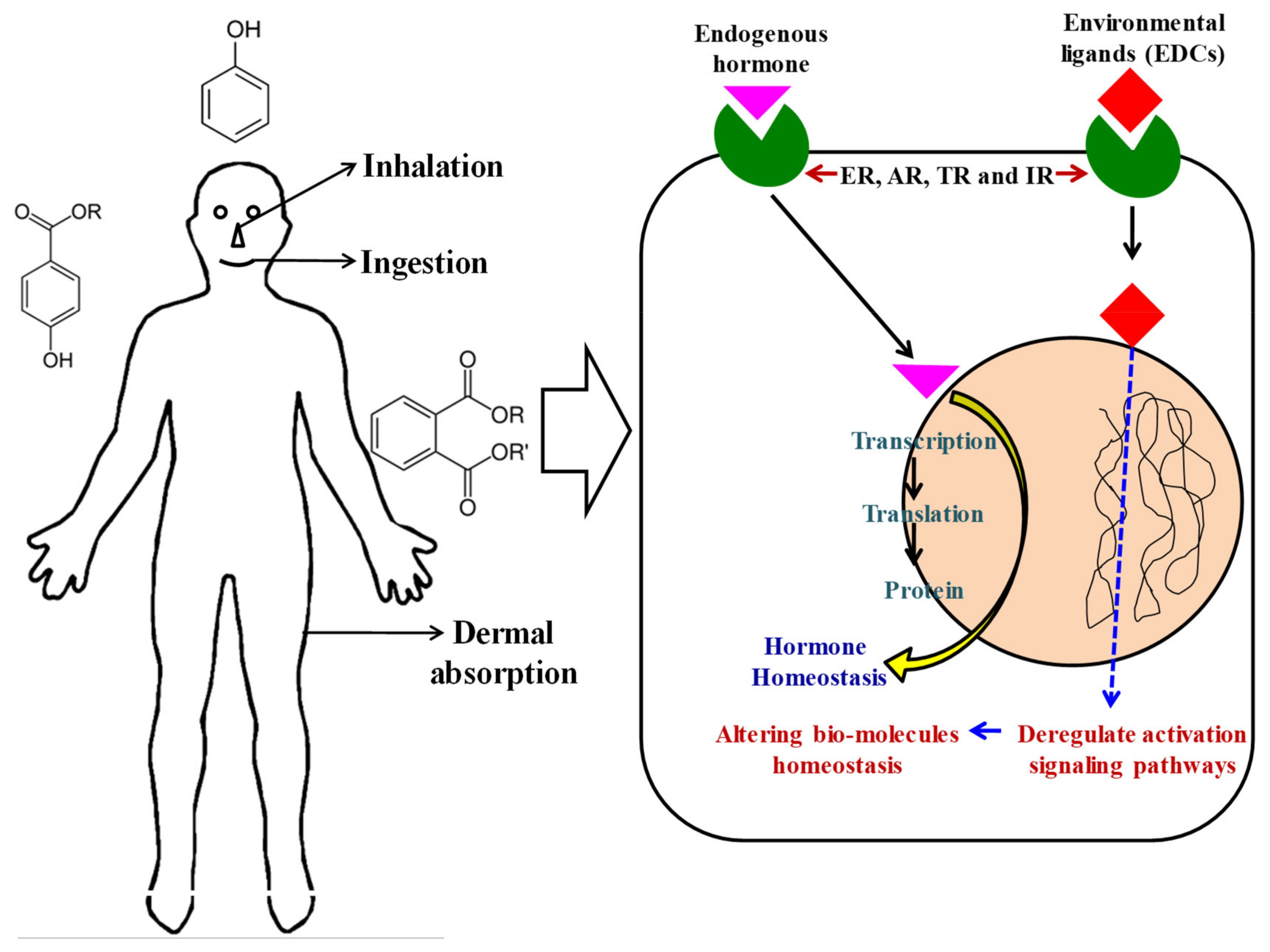 Suschem 02 00020 g001