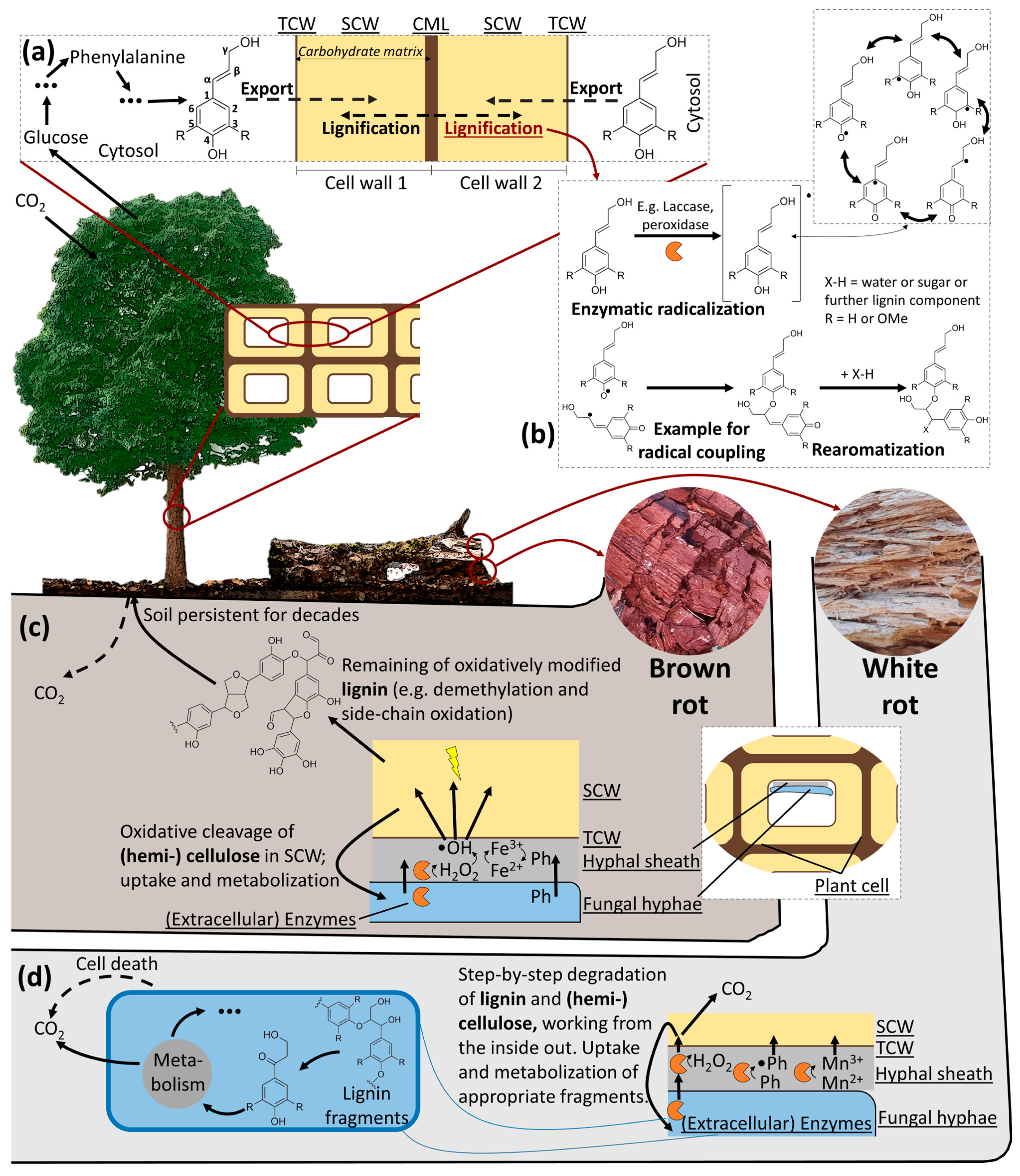 Suschem 06 00038 g001 Suschem 06 00038 g001