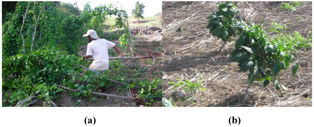 Sustainability Special Issue Renewable Agriculture - 