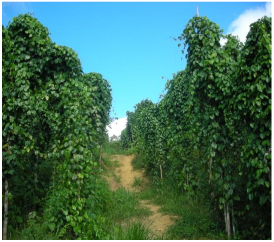 Sustainability Free FullText Sustainable Food Production Systems