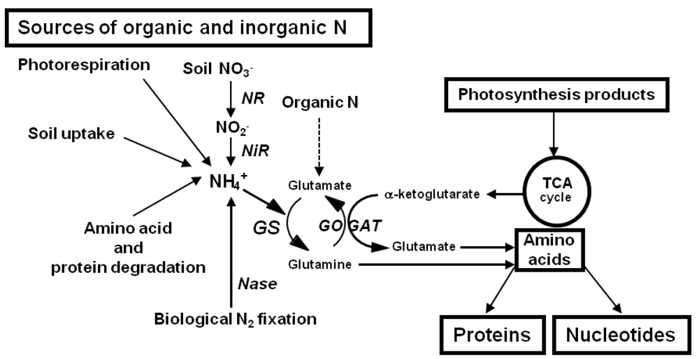 Bioengineering Techniques to Improve Nitrogen Transformation and  Utilization: Implications for Nitrogen Use Efficiency and Future  Sustainable Crop Production