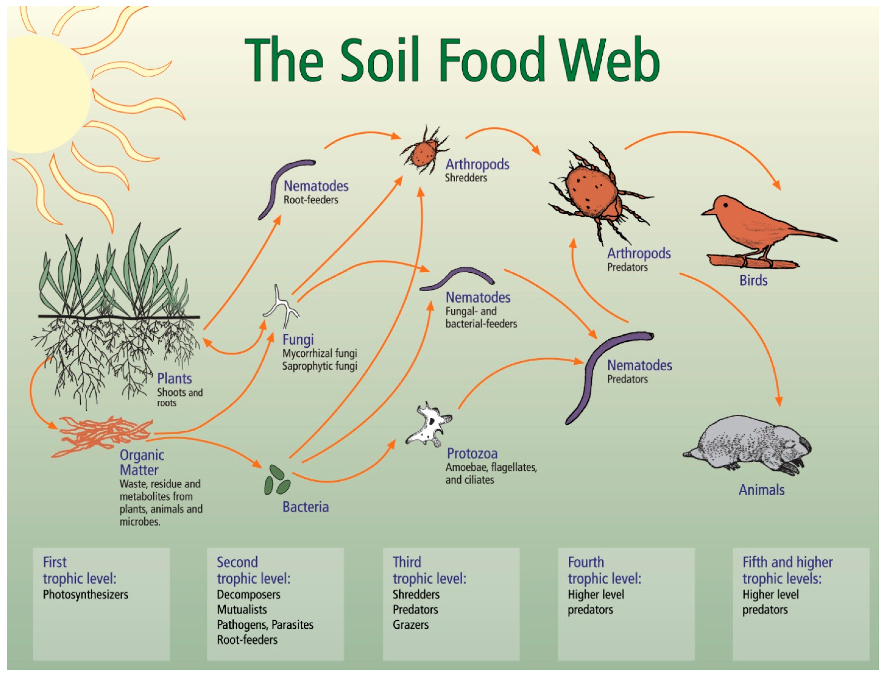 Understanding and Enhancing Soil ... Biology Diagrams