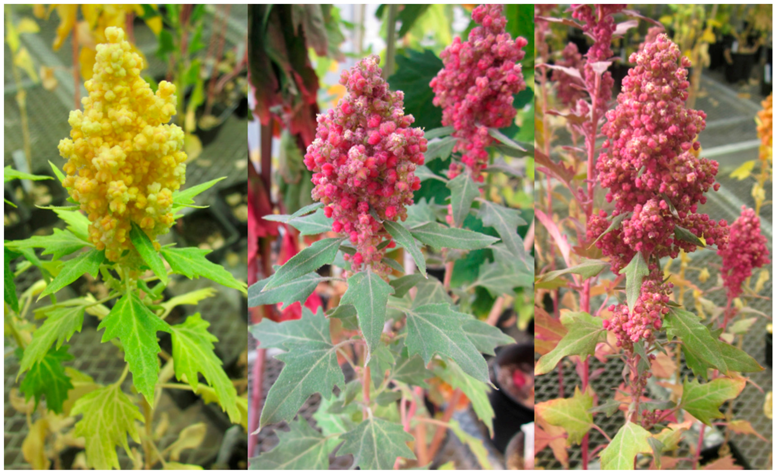 Sustainability 07 03230 g001 1024