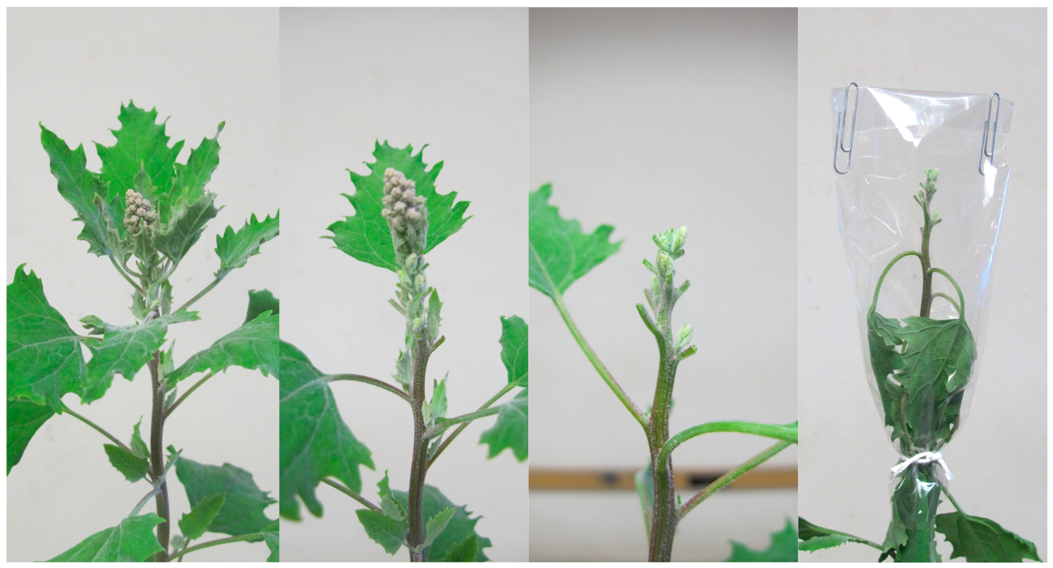 Sustainability 07 03230 g002 1024