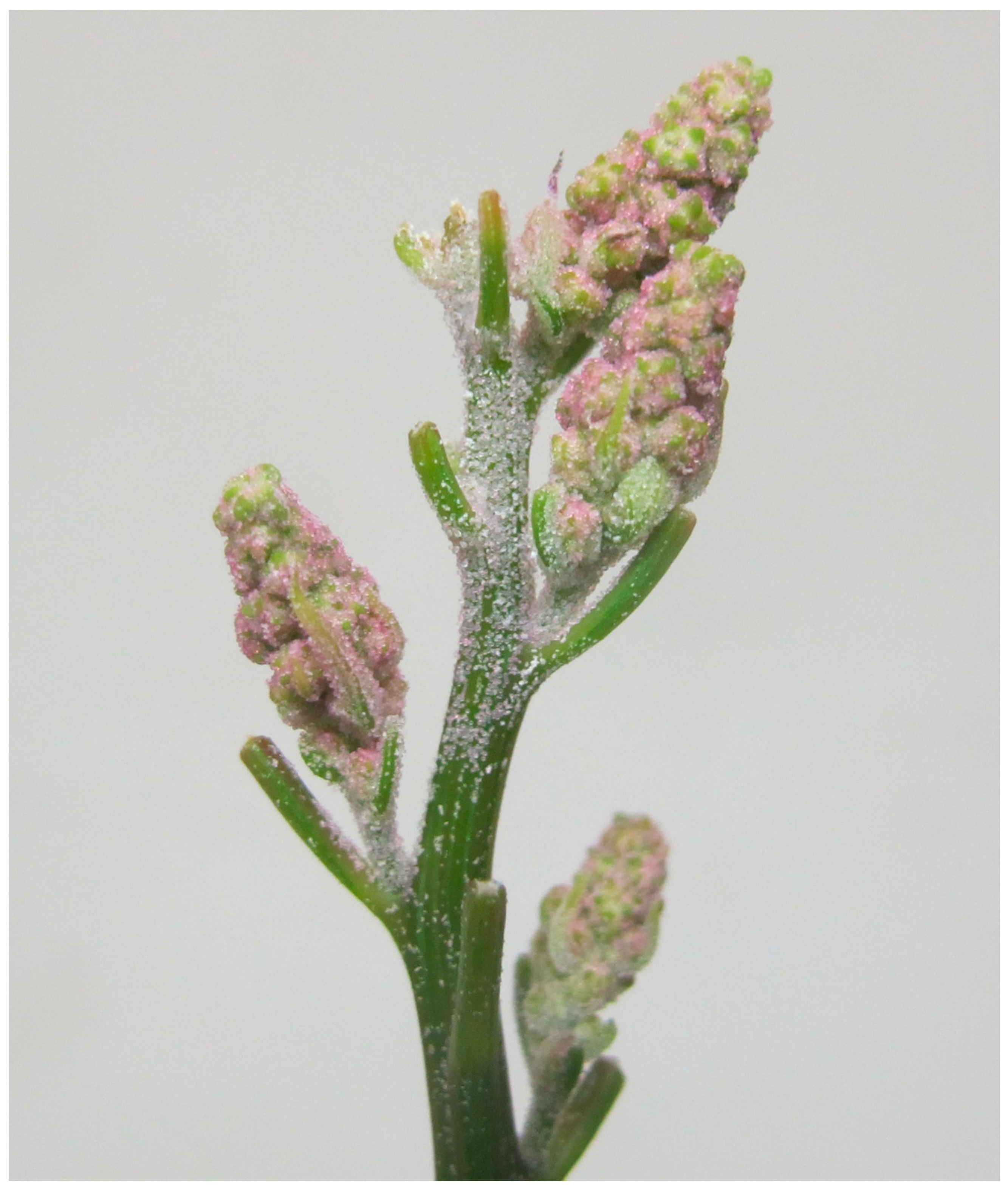 Sustainability 07 03230 g005 1024