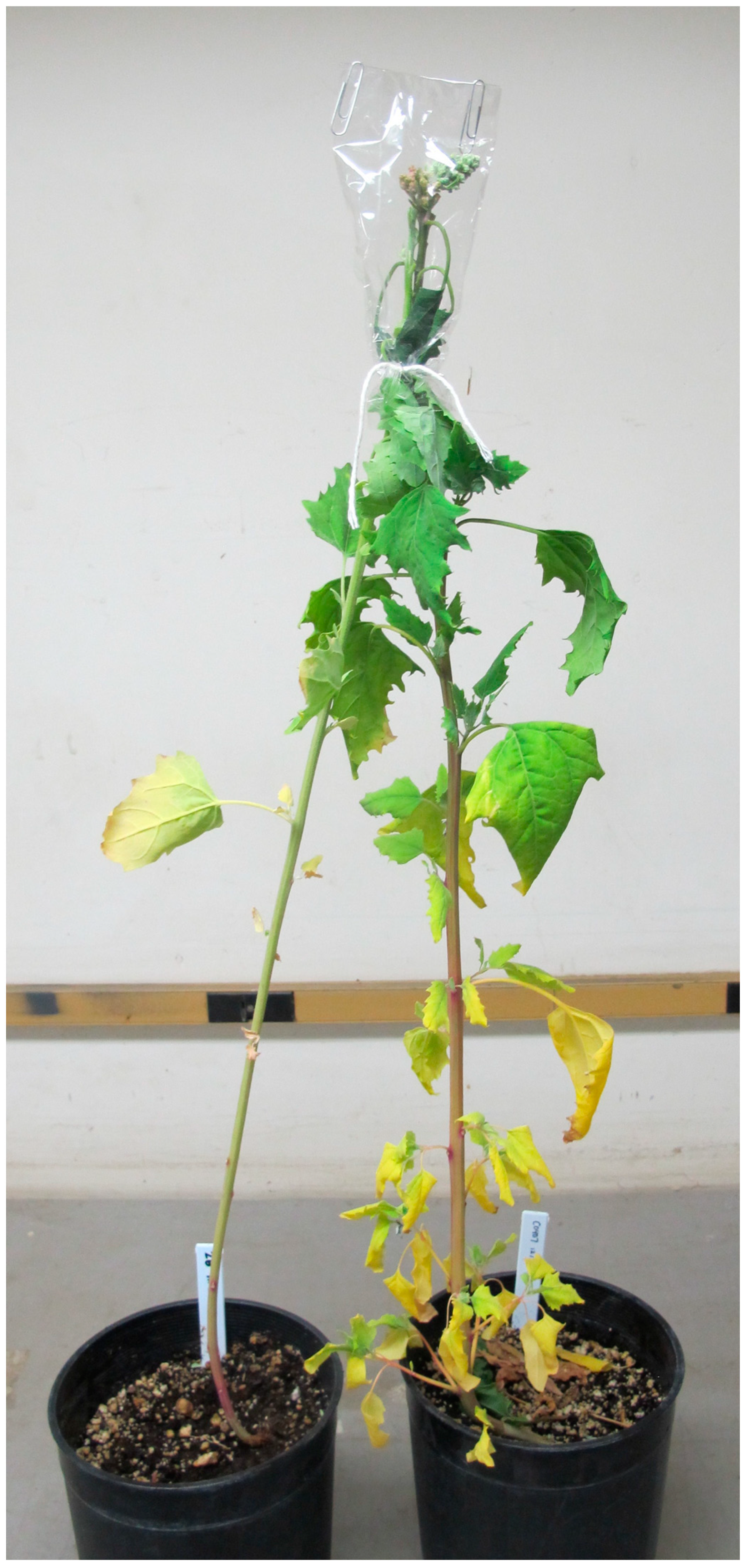 Sustainability 07 03230 g007 1024