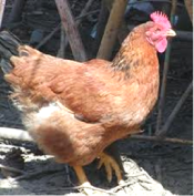 Sustainability 07 09344f28