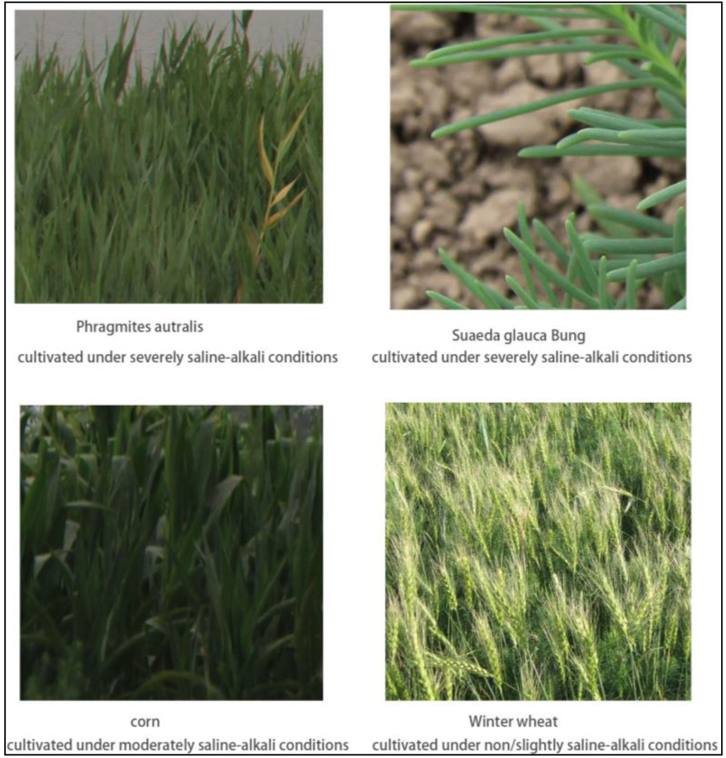 Sustainability Free FullText Using Modified Remote Sensing Imagery