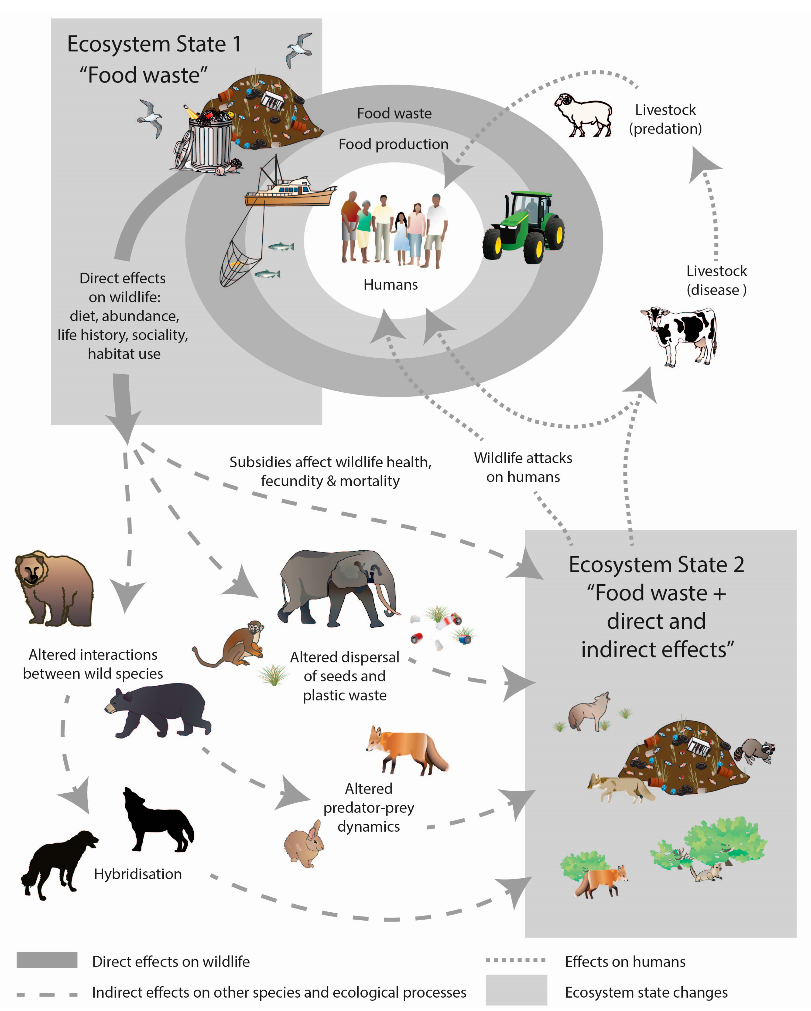 Sustainability Free Full Text The Effects Of Food Waste On Wildlife And Humans Html