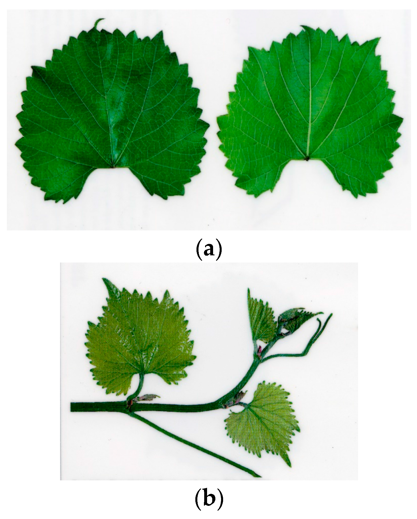 Sustainability 09 01275 g003 550