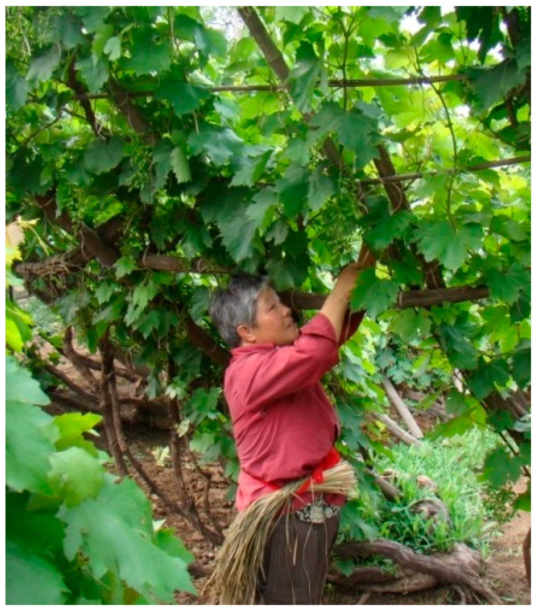 Sustainability 10 00361 g003 550