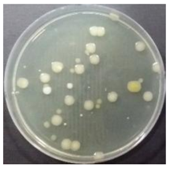 Sustainability 10 01123 i019