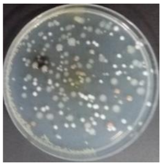 Sustainability 10 01123 i052