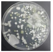 Sustainability 10 01123 i055