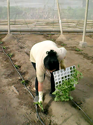 Sustainability 10 02729 i002