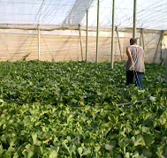 Sustainability 10 02729 i005