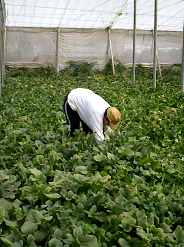 Sustainability 10 02729 i006