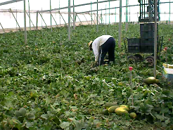 Sustainability 10 02729 i007