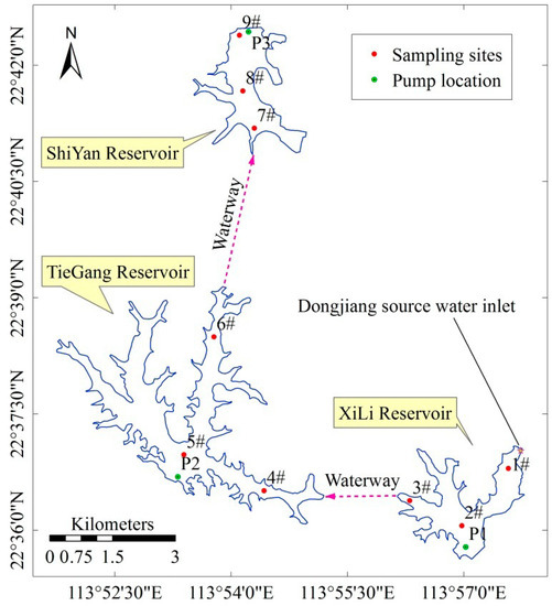 Dominance and Growth Factors of Pseudanabaena sp. in