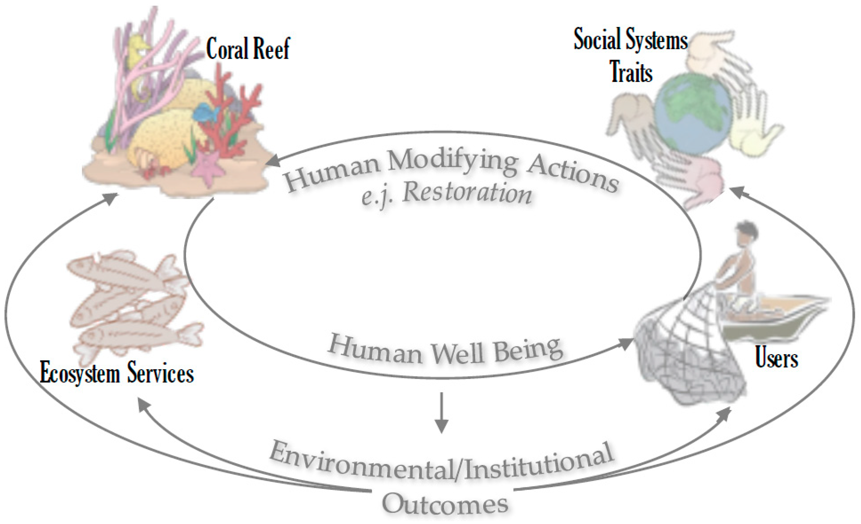 Coral Life Cycle Diagram