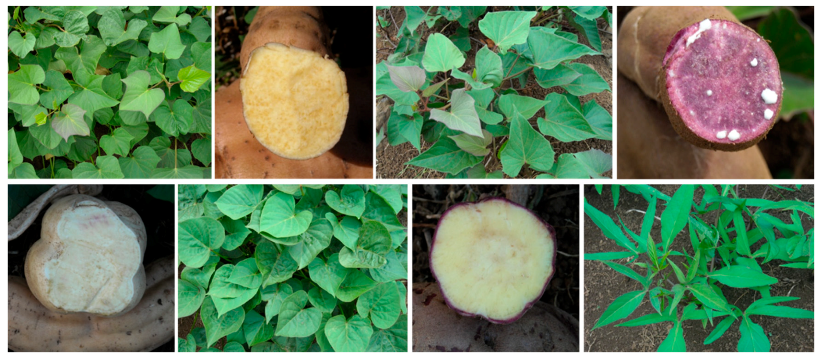 Sustainability 10 04607 g003