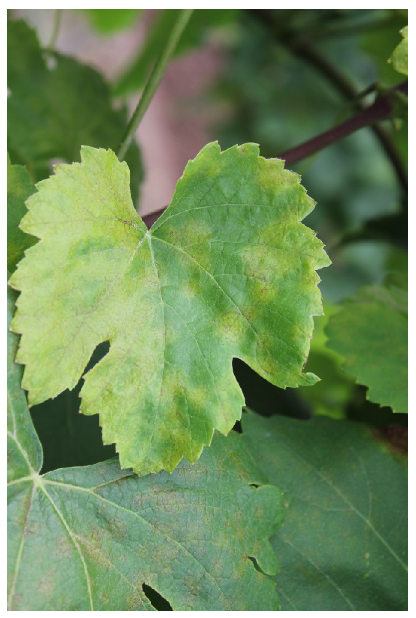 Sustainability 11 00416 g003 Sustainability 11 00416 g003