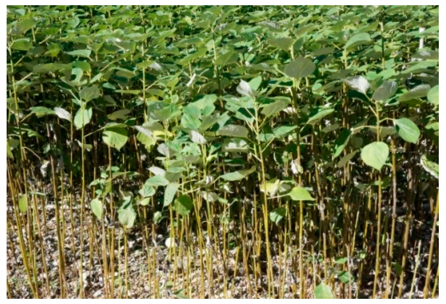 Sustainability 11 01519 g001 550