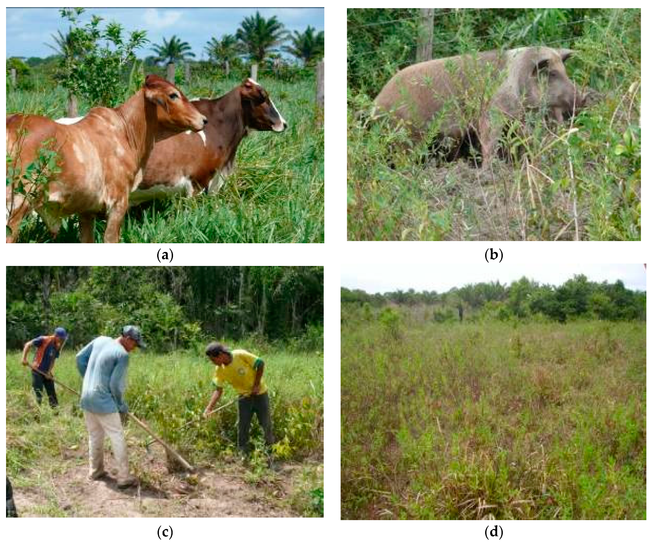 Sustainability 11 01729 g001 Sustainability 11 01729 g001