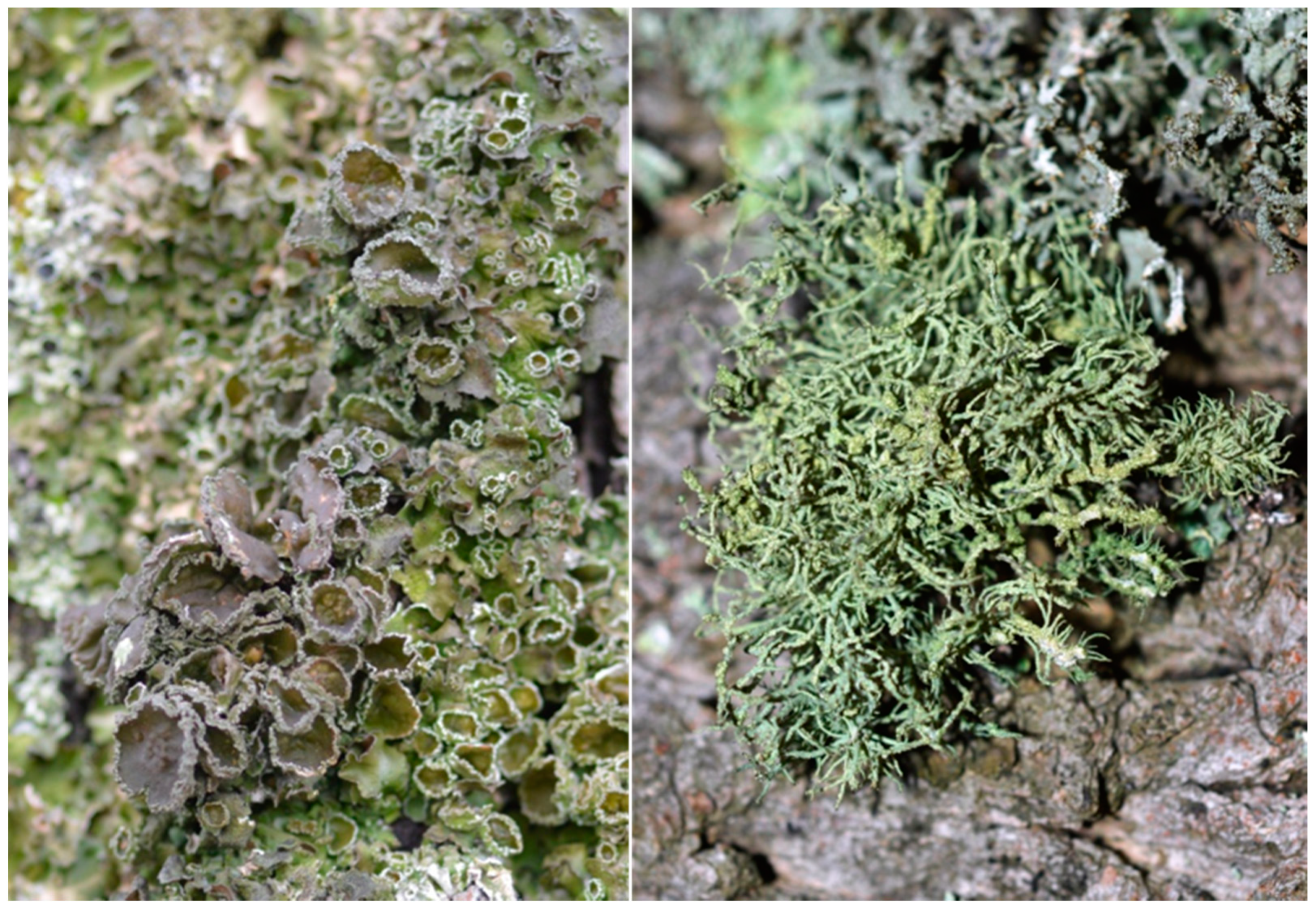 Sustainability 11 01816 g006 Sustainability 11 01816 g006