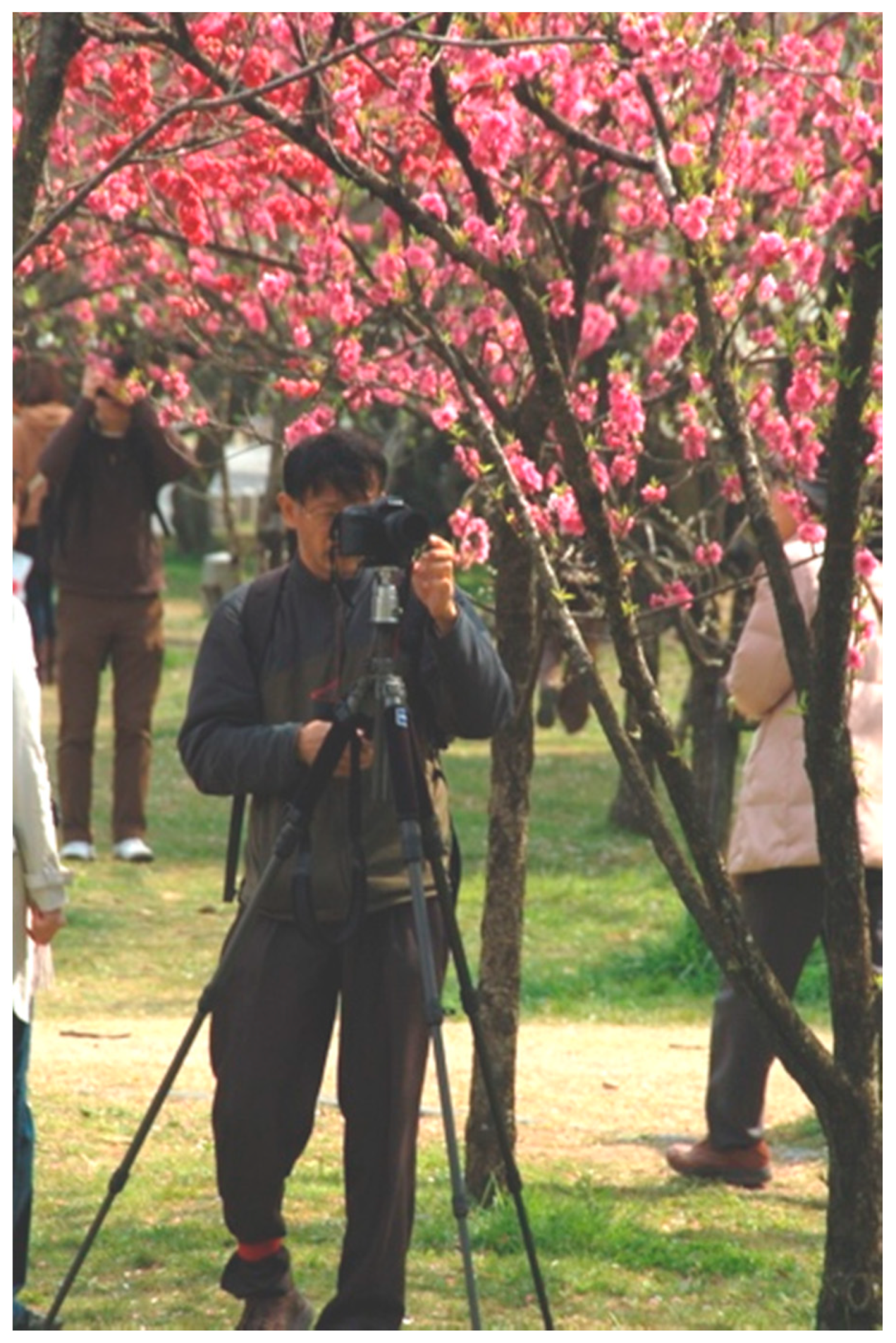 Iconic cherry blossoms of DC inspire new uniforms for local