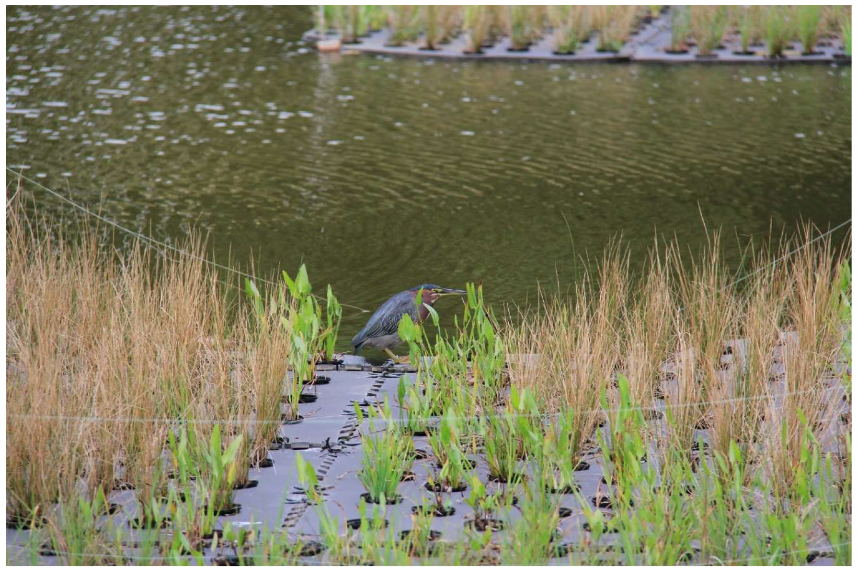 Sustainability 11 01920 g002 550