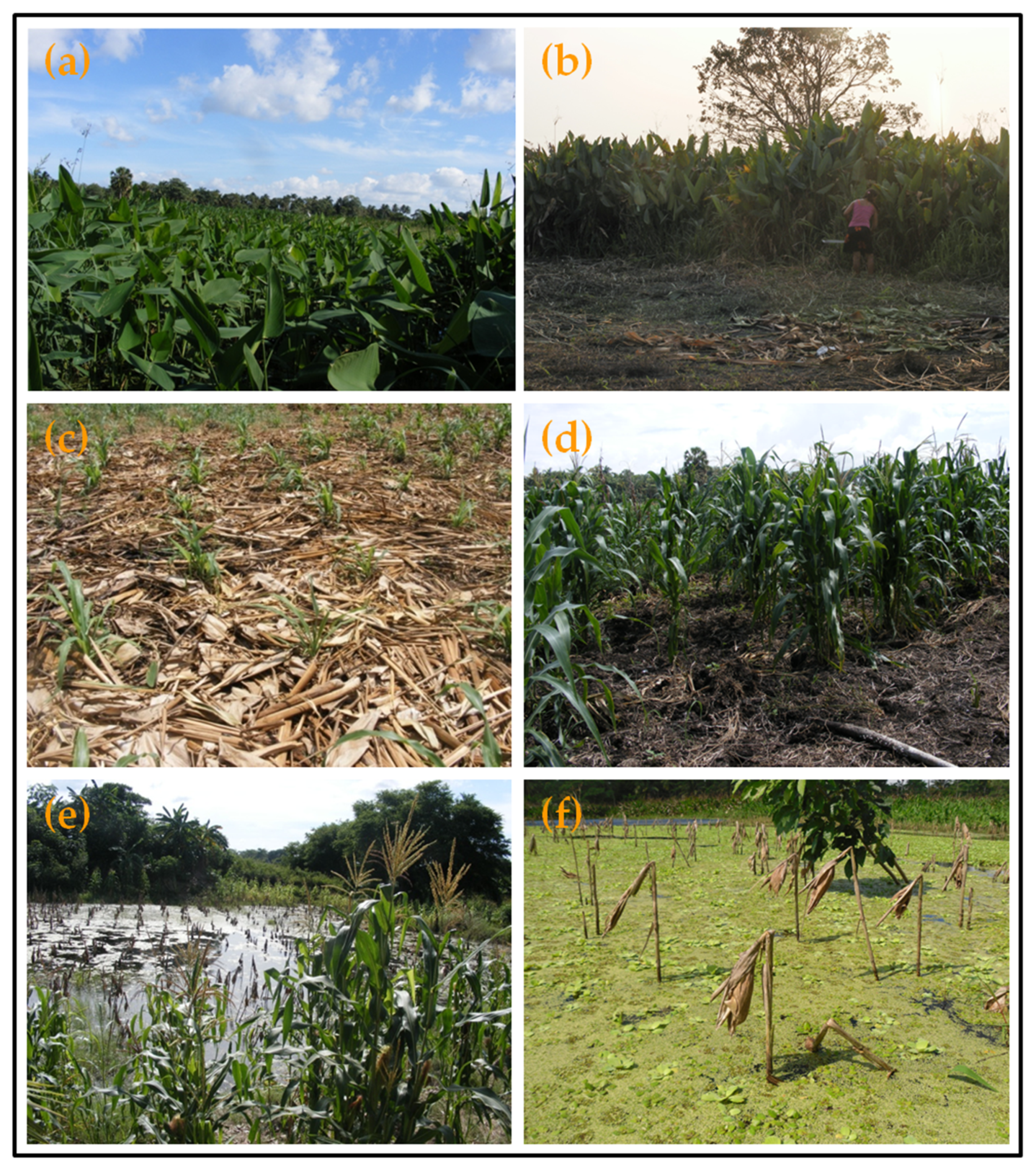 Sustainability Free Full Text The Marceno Agroecosystem Traditional Maize Production And Wetland Management In Tabasco Mexico Html