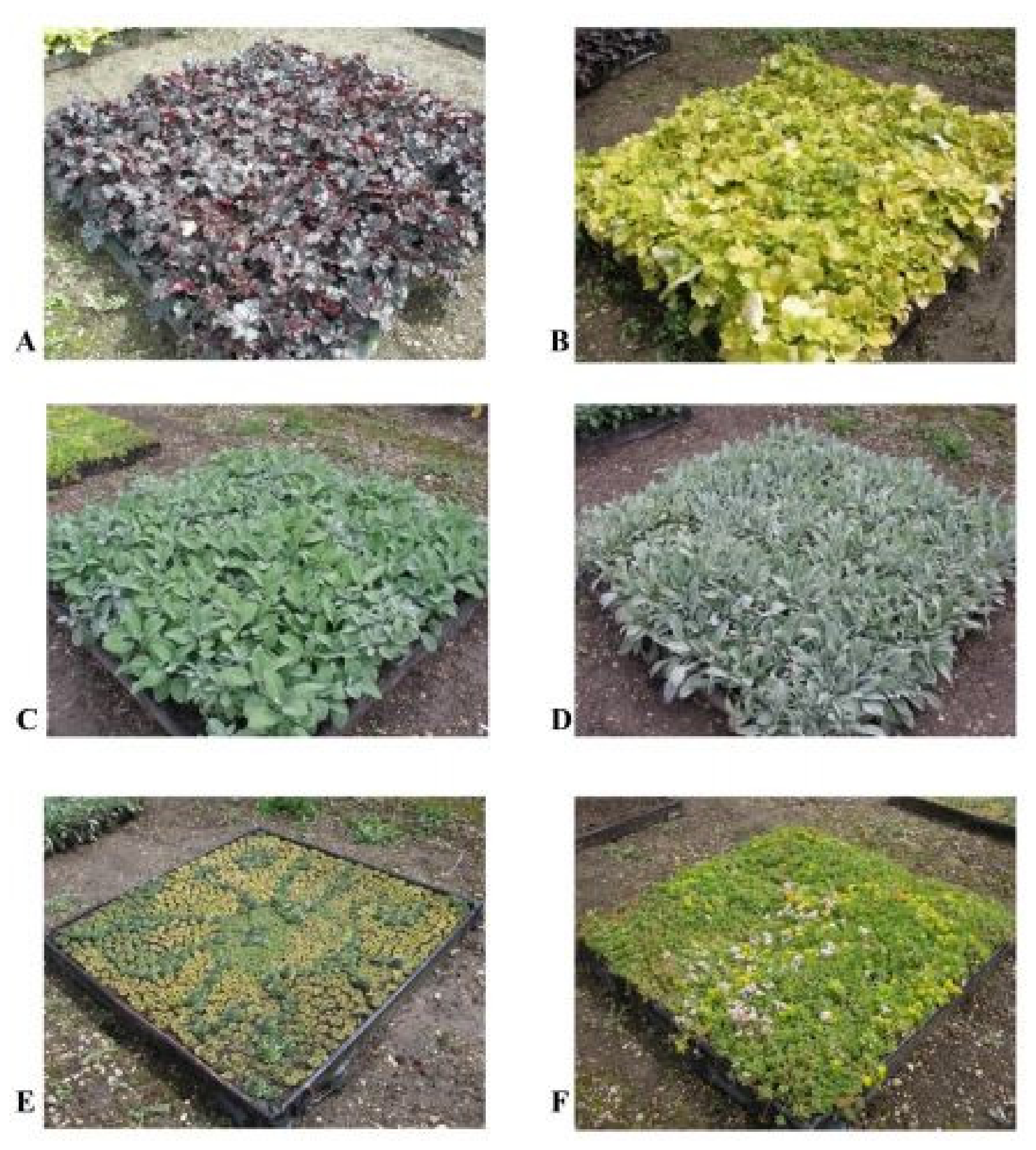 Steep slope covered with Sedum for erosion resistance - Sempergreen