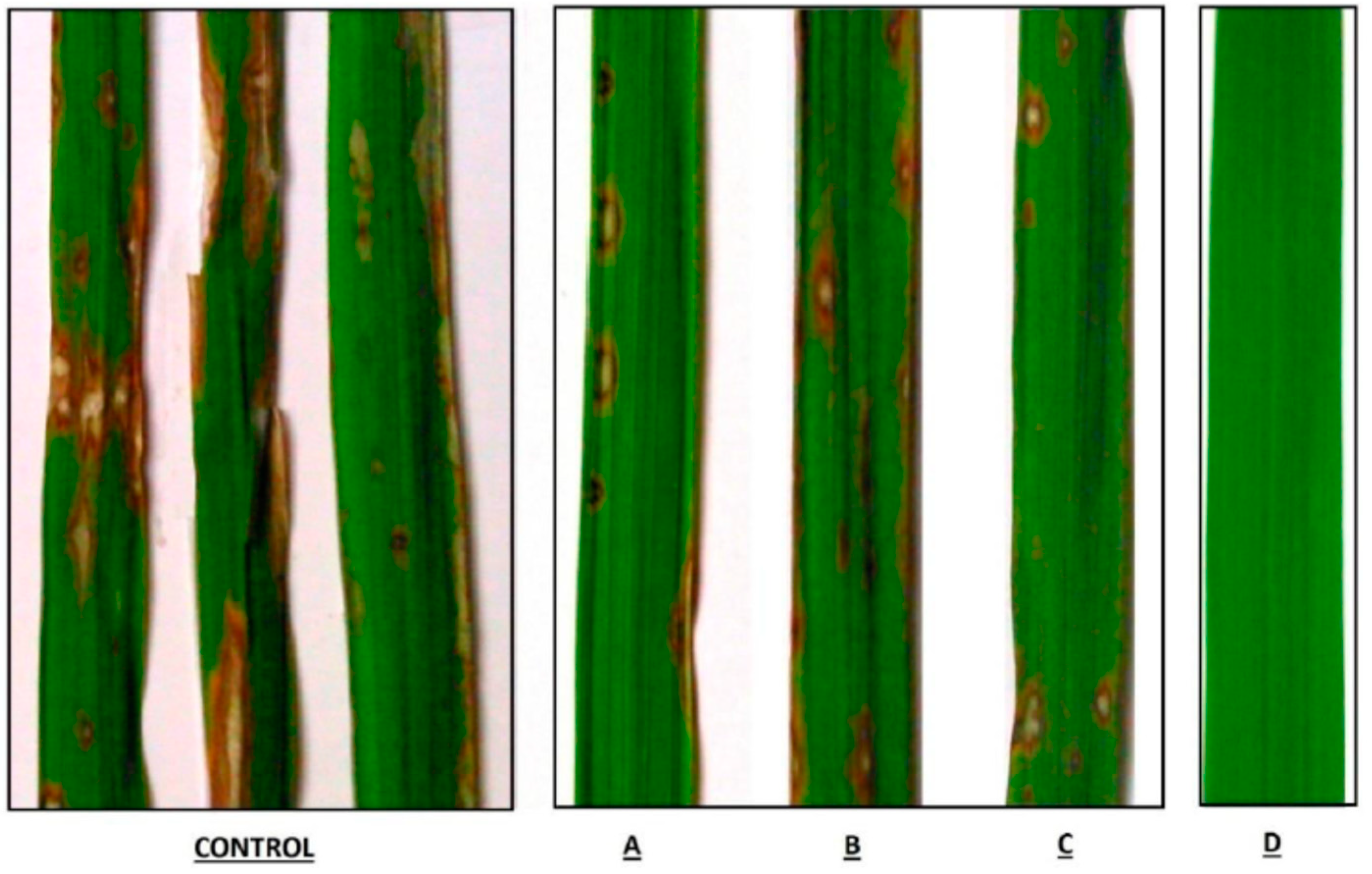 Sustainability 11 03449 g002