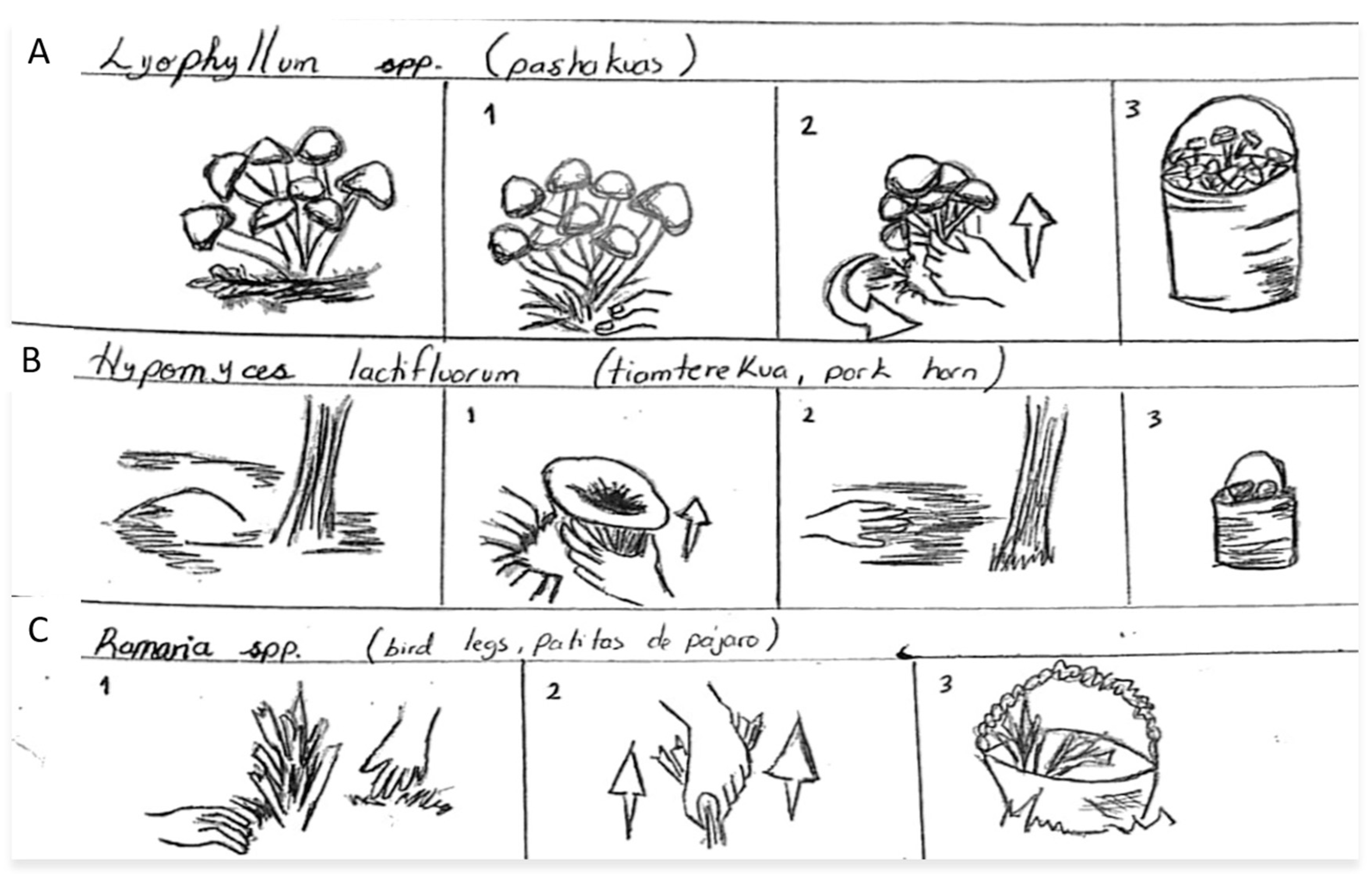 Sustainability 11 03779 g005 550