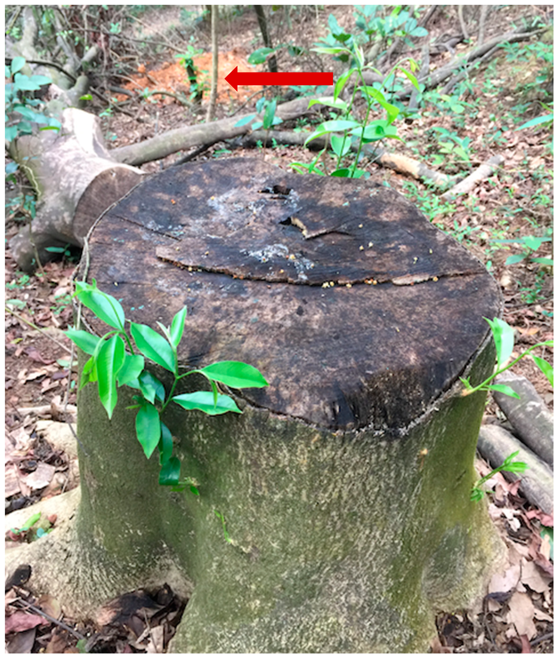 Sustainability 11 04194 g002