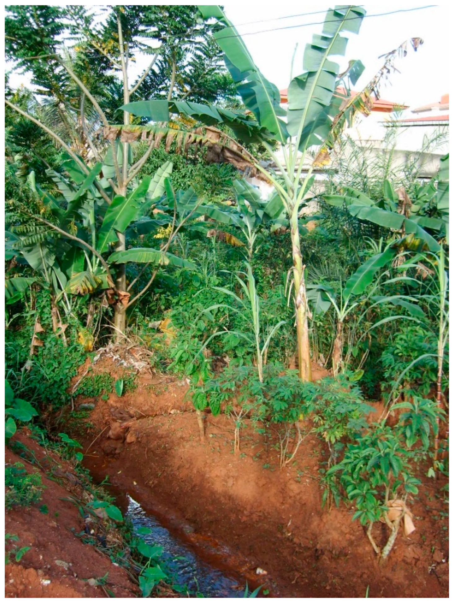 Sustaility Free Full Text Urban Stream And Wetland