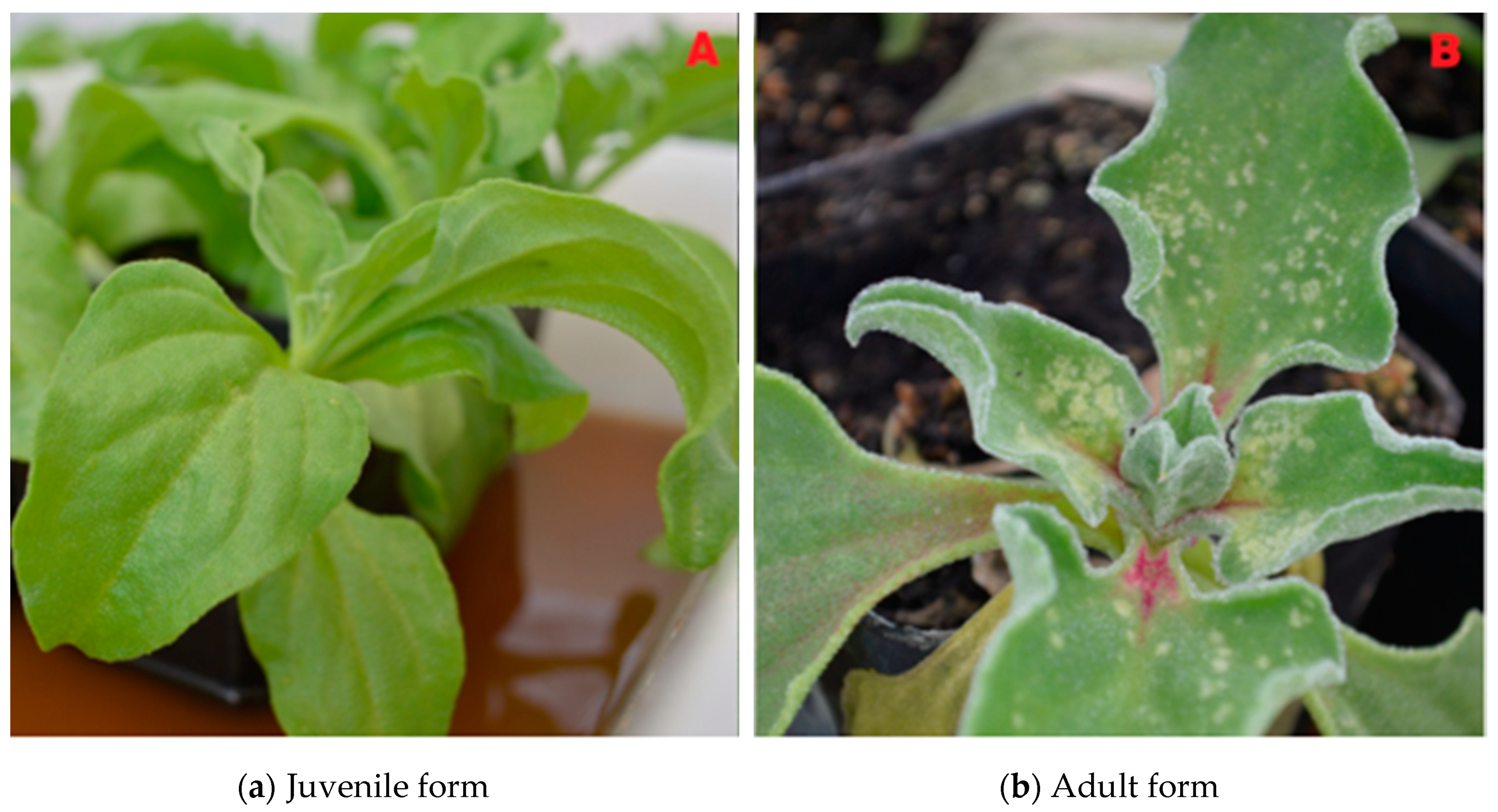 Sustainability 11 06076 g003