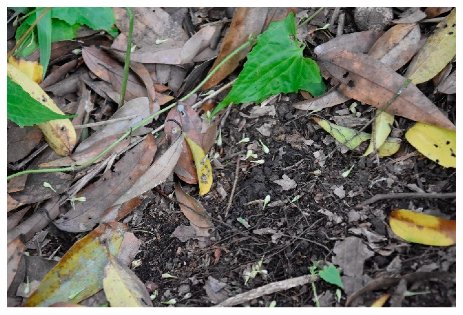 Sustainability 11 06709 g009 550