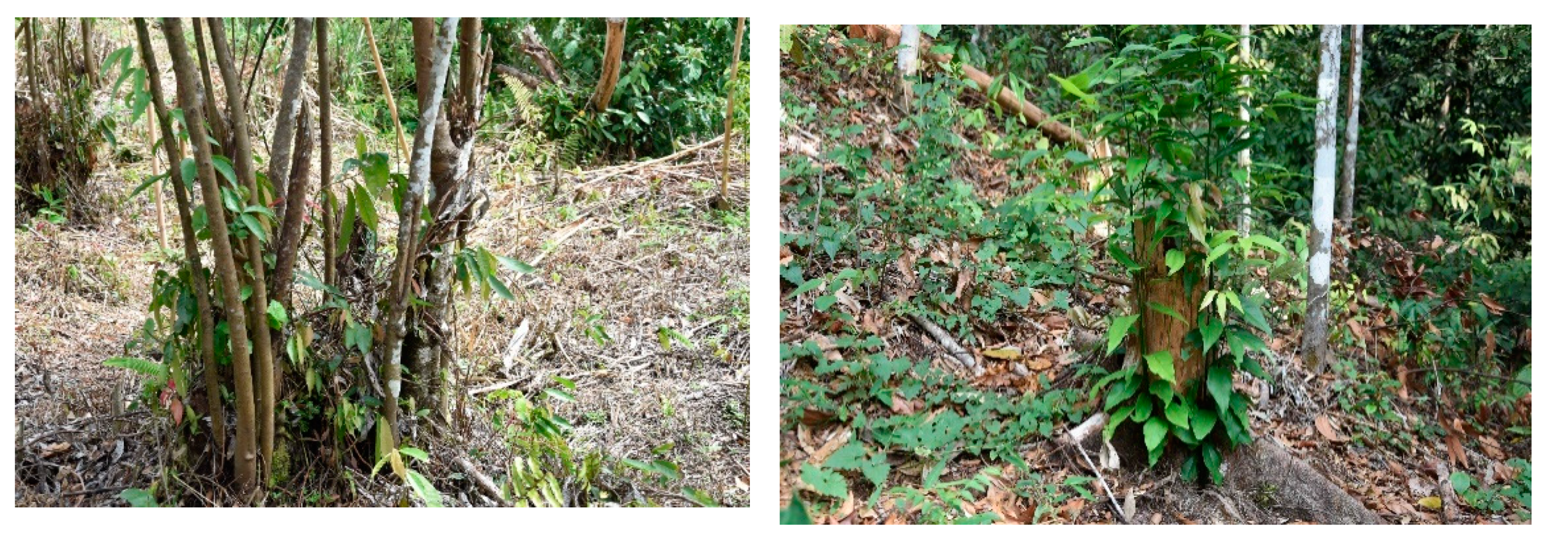 Sustainability 11 06709 g014 550