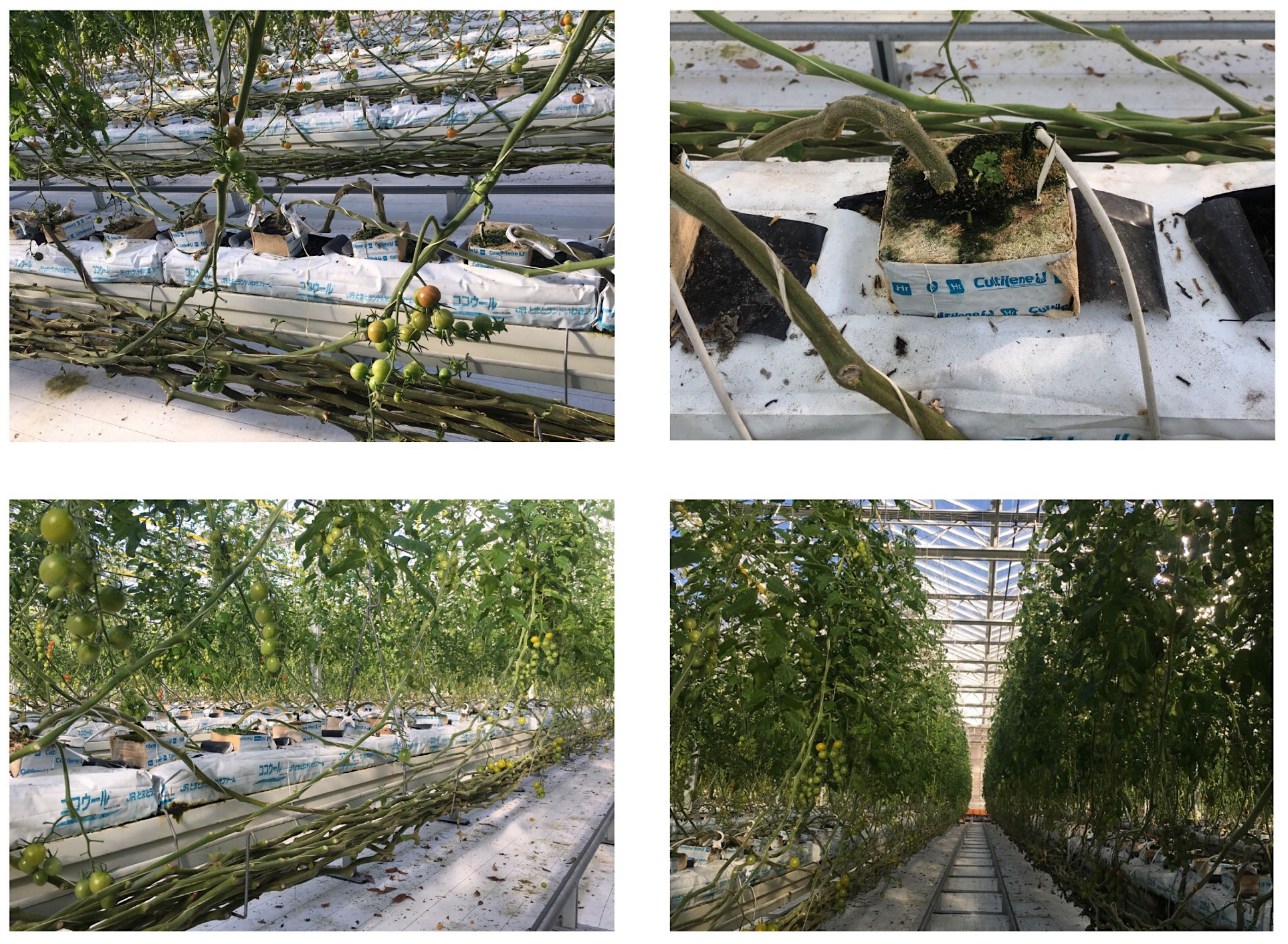 Sustainability 11 06736 g009