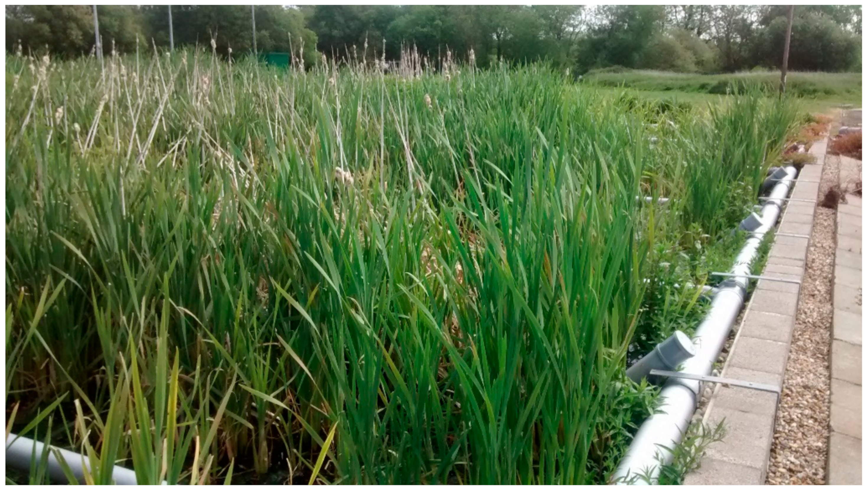 cattails bird not native game cattails bird not native game