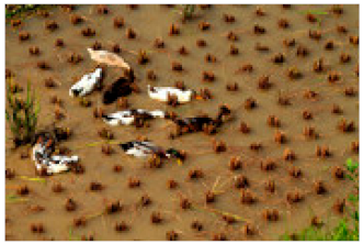 Sustainability 12 00060 i003 Sustainability 12 00060 i003