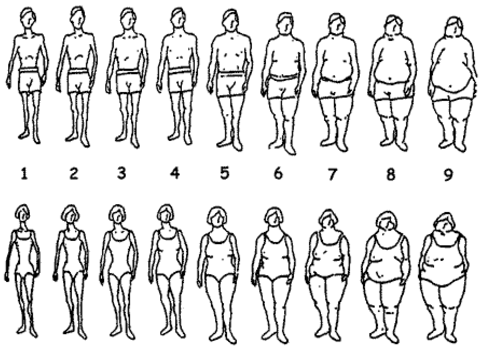 Виды мужской фигуры. Типы мужского телосложения. Типы фигур у мужчин и женщин. Типы женского телосложения. Типы женских фигур по весу.