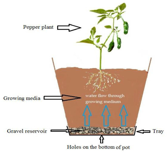 What Is Passive Sub-Irrigation Technique