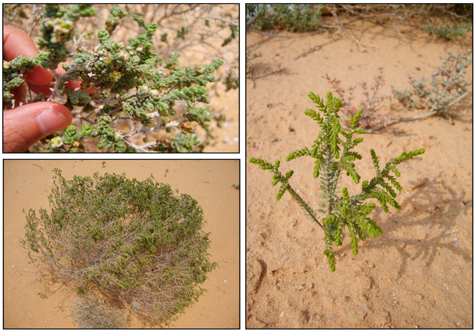 Sustainability 12 01137 g002 Sustainability 12 01137 g002