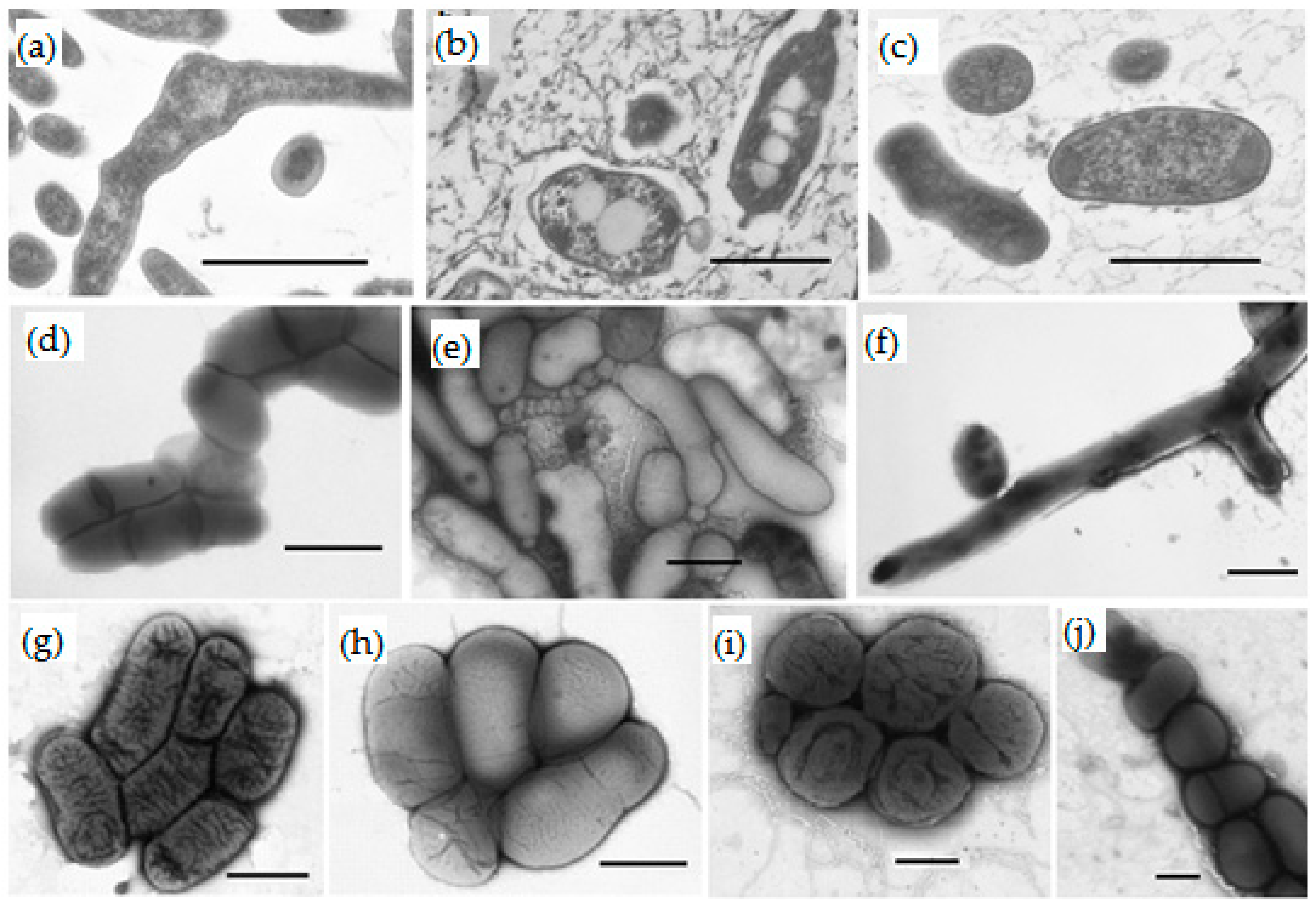 Sustainability 12 01239 g002