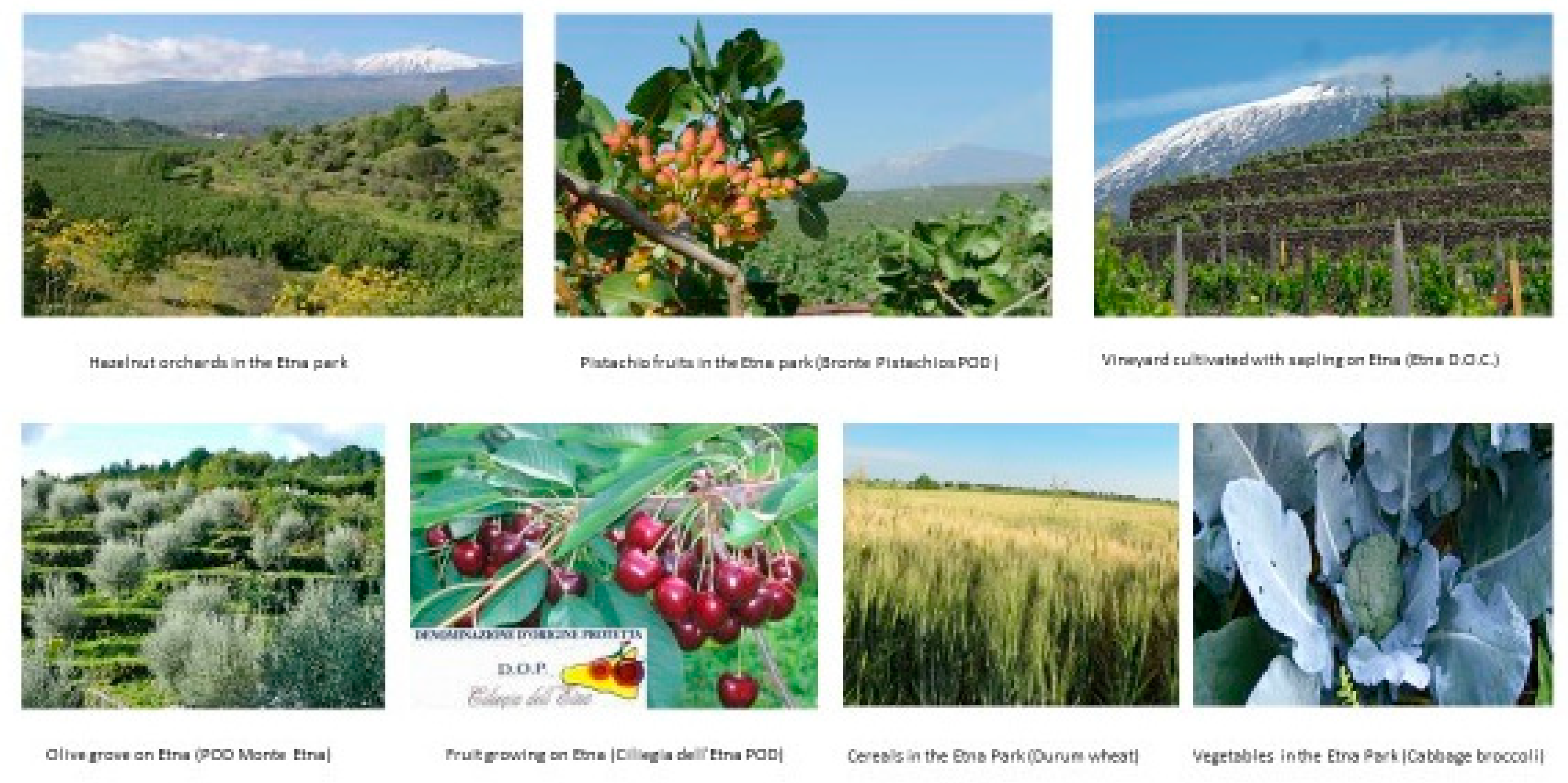 Sustainability 12 01453 g003