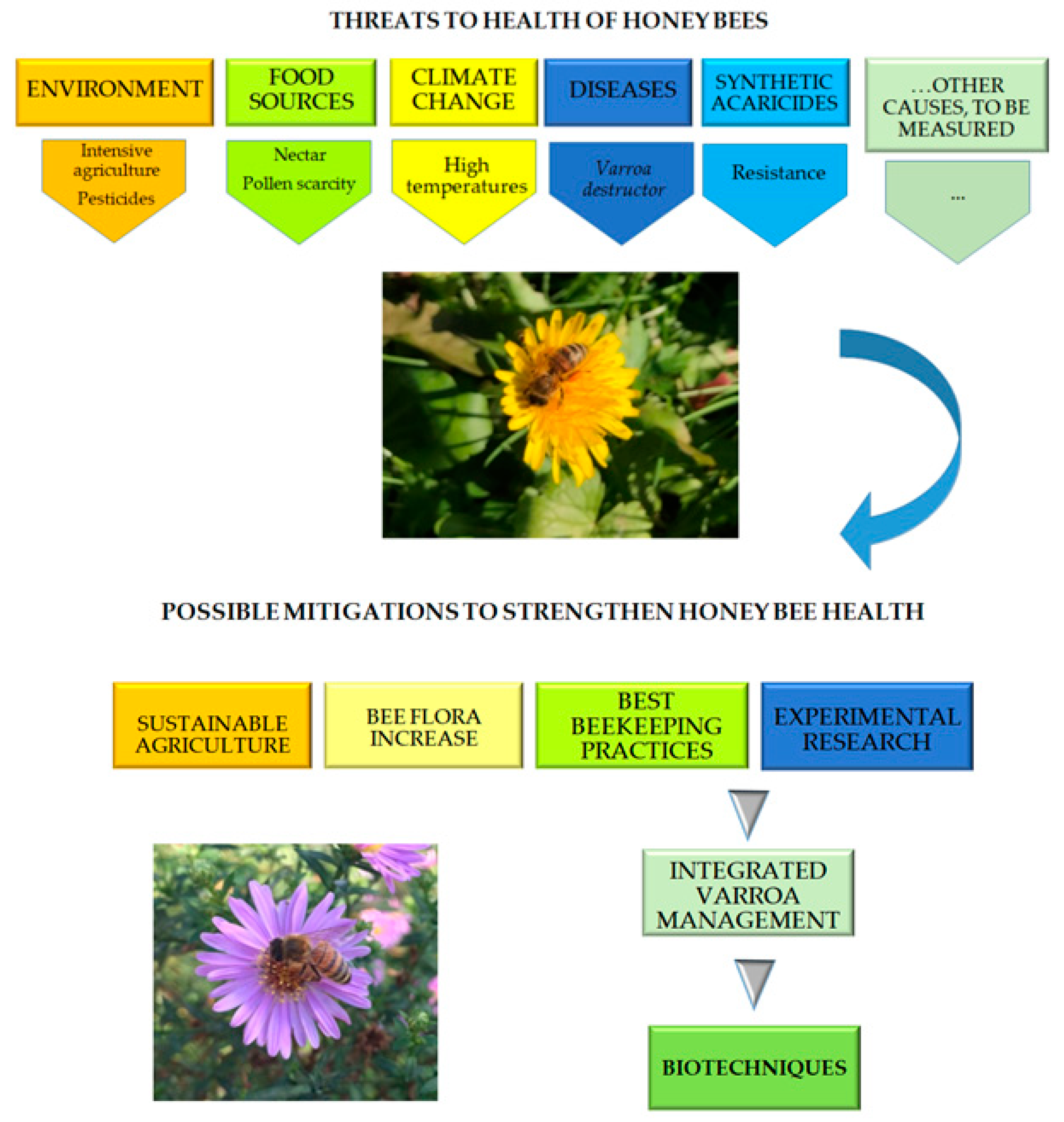 II. The Importance of Beekeeping in Achieving Global Sustainability