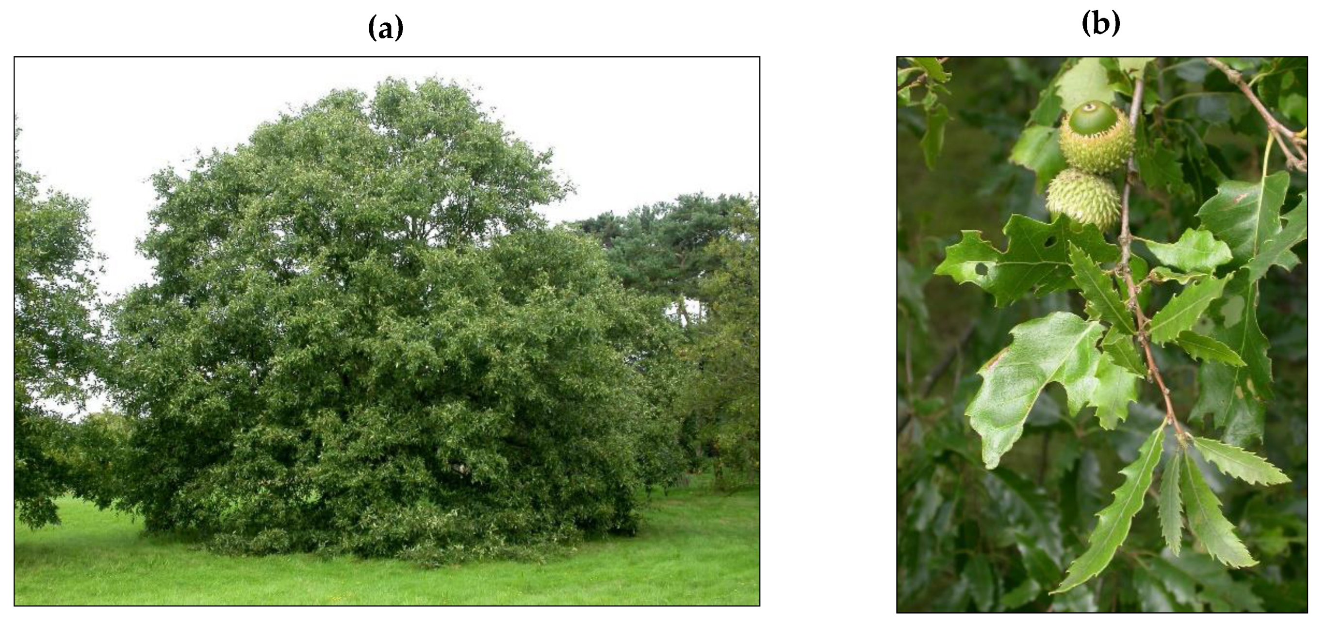 Sustainability 12 02671 g001 Sustainability 12 02671 g001